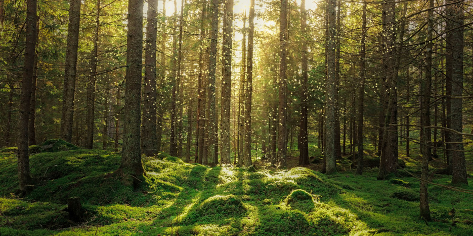 Shinrin Yoku – auch bekannt als Waldbaden